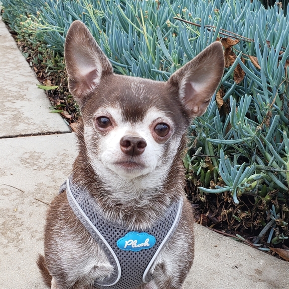 Meet your Posher, Tanya! - Picture 2 of 2